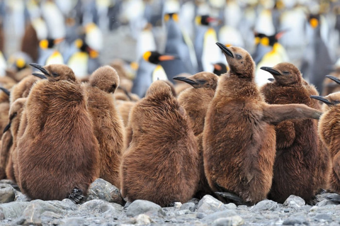 mláďata tučňáků