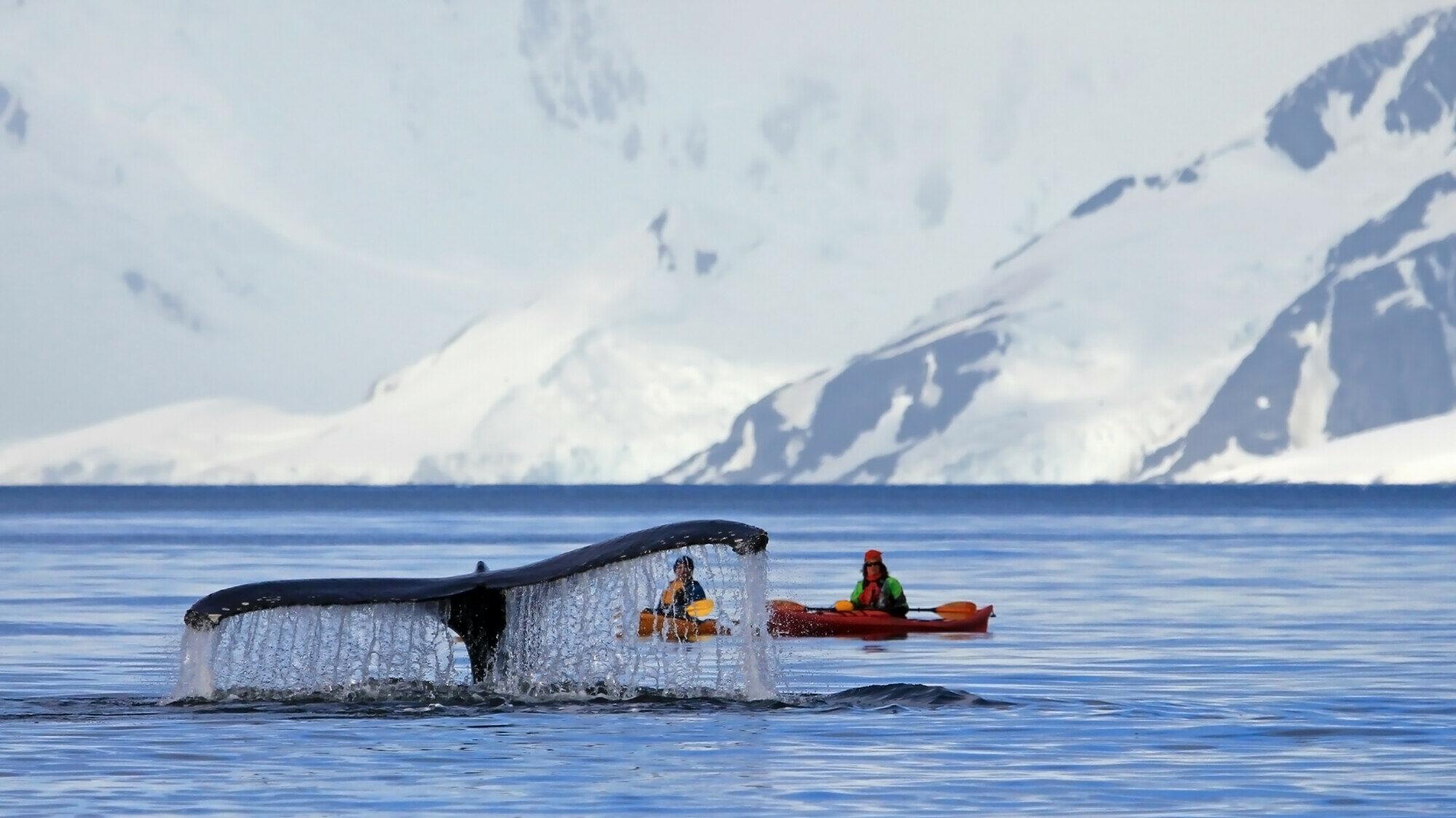 Antarktida - výprava z lodi na mořském kajaku