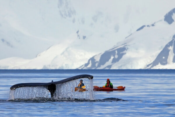 Antarktida - výprava z lodi na mořském kajaku