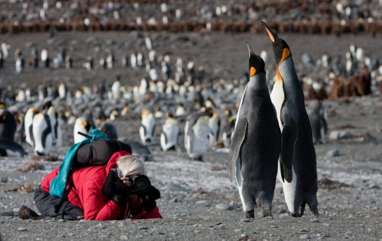 Antarktida - tučňáci